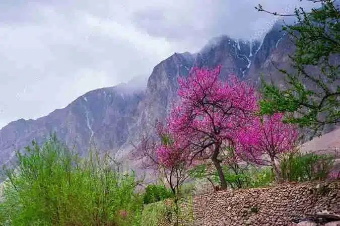 blossom season in hunza