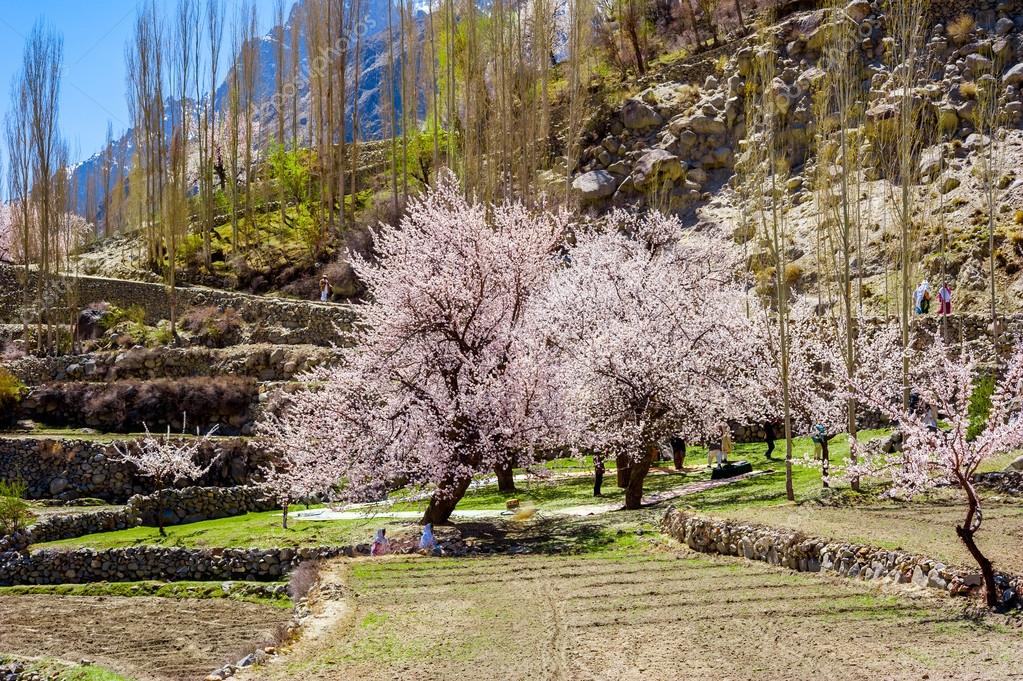 hunza valley blossom tour