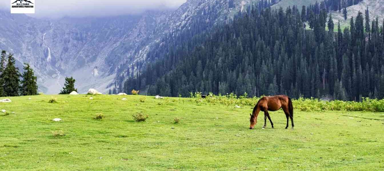 fairy meadows in pakistan