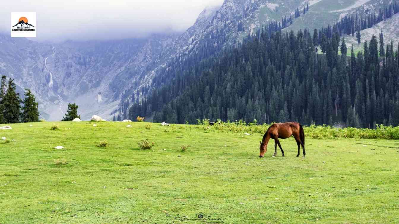 fairy meadows in pakistan